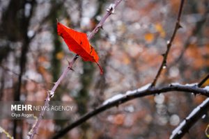 شعری برای «شعر»؛ هم من او را دوست دارم تا ابد، هم او مرا