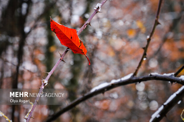 شعری برای «شعر»؛ هم من او را دوست دارم تا ابد، هم او مرا